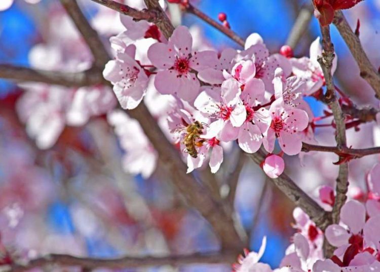 Εαρινή ισημερία: Σε λίγες ώρες ξεκινά και επίσημα η Άνοιξη!