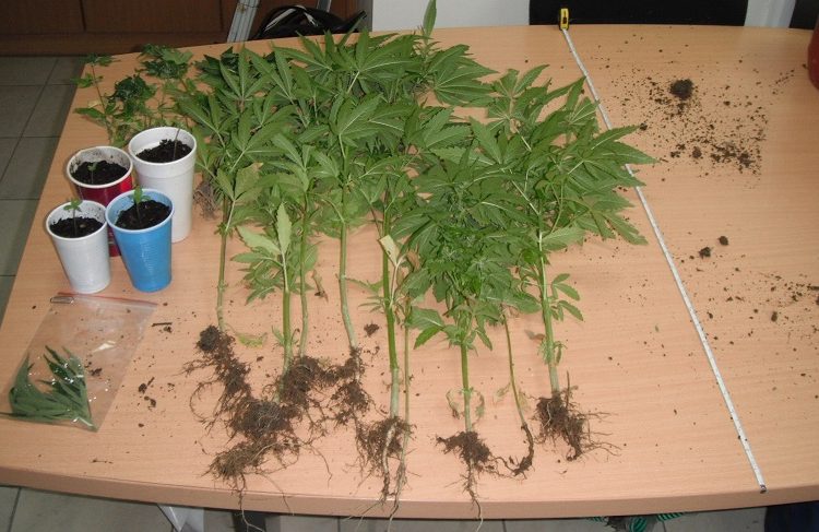 Συνελήφθη 52χρονος στον Πύργο για καλλιέργεια και κατοχή ναρκωτικών