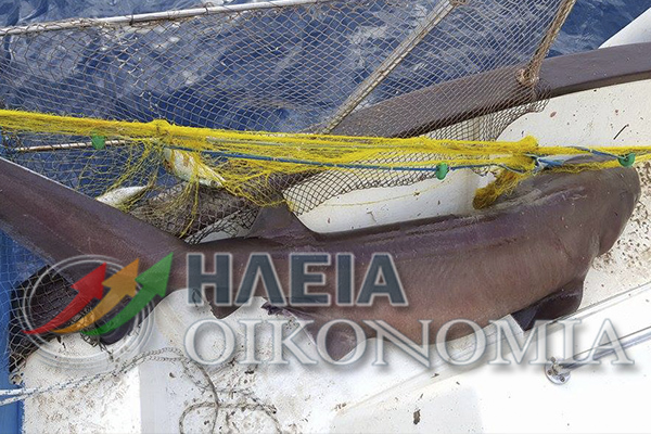 Κατάκολο: Έπιασαν καρχαρία 120 κιλών – Εκλεκτός μεζές στο “Βυθός” (φωτο)