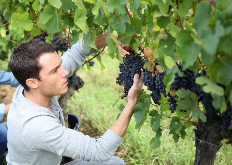 Επιδοτήσεις έως 40.000 ευρώ σε νέους που θέλουν να ασχοληθούν με την αγροτική παραγωγή