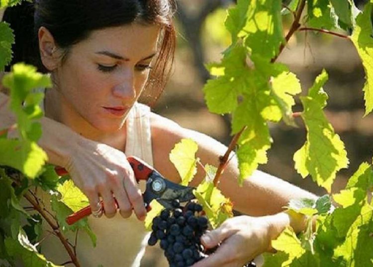 ΑΣΦΑΛΙΣΗ: Αλλάζουν οι εισφορές για 100.000 εργάτες γης