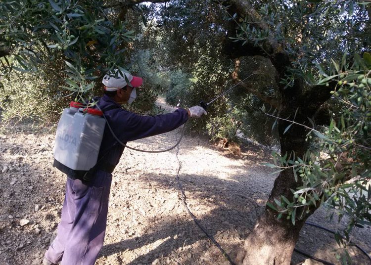 Δείτε σε ποιες Τ.Κ. θα πραγματοποιηθούν δολωματικοί ψεκασμοί για τον δάκο στις 21/22 Οκτωβρίου