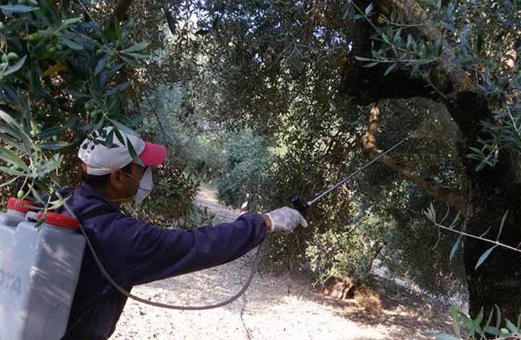 Πρόσληψη εργατοτεχνικού προσωπικού σε Τοπικές Κοινότητες  που έχουν ενταχθεί στο Πρόγραμμα Δακοκτονίας 2018
