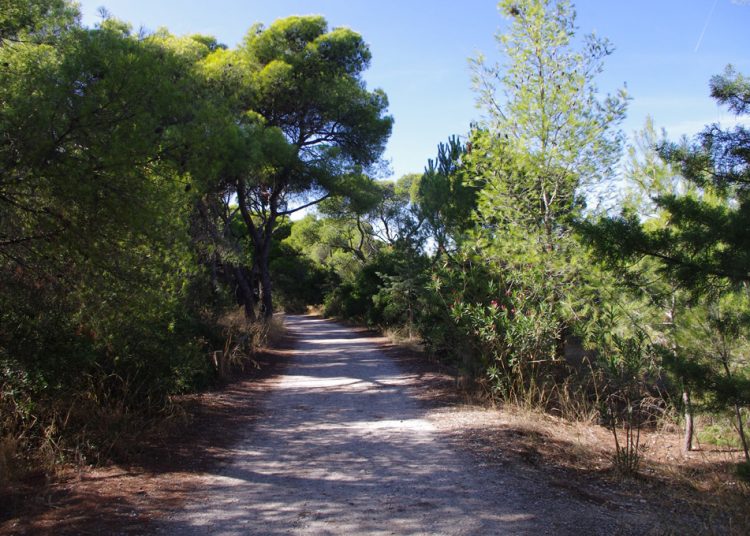 Αναθεωρούνται οι δασικοί χάρτες – Ποιες καλλιέργειες θα εξαιρεθούν, τι θα ισχύσει για τα εκχερσωμένα