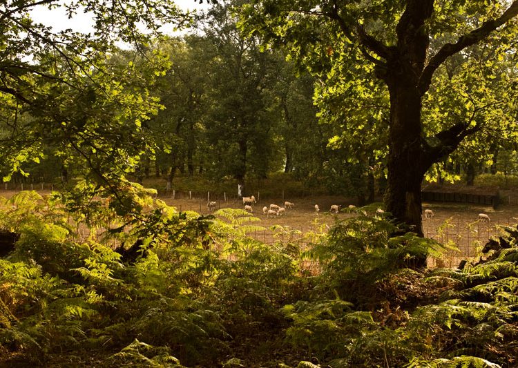 Λάττας: Μειωμένη παραγωγή καστανιάς στο οροπέδιο Φολόης