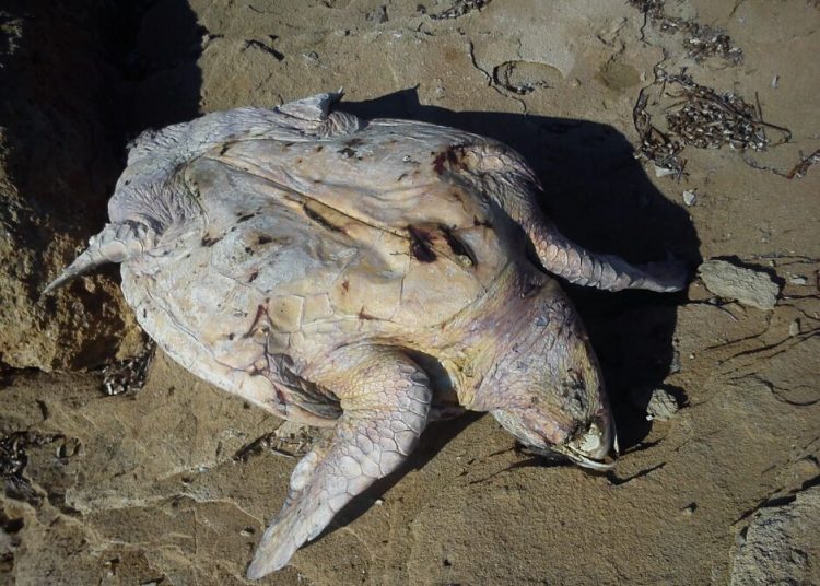 Ανησυχία για την αύξηση νεκρών θαλάσσιων χελωνών – Εθελοντική καταγραφή την Μ. Δευτέρα