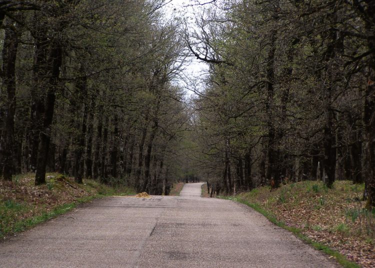 Σύλλογος προστασίας της φύσης “Ωλονος” : Καταστροφή δέντρων στο Δρυοδάσος Κάπελης