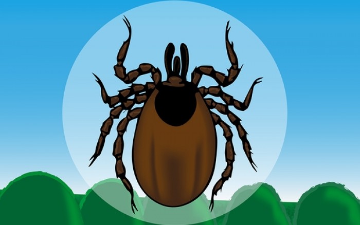 Ποιες ασθένειες μεταδίδουν τα τσιμπούρια – Πώς θα προστατευτείτε