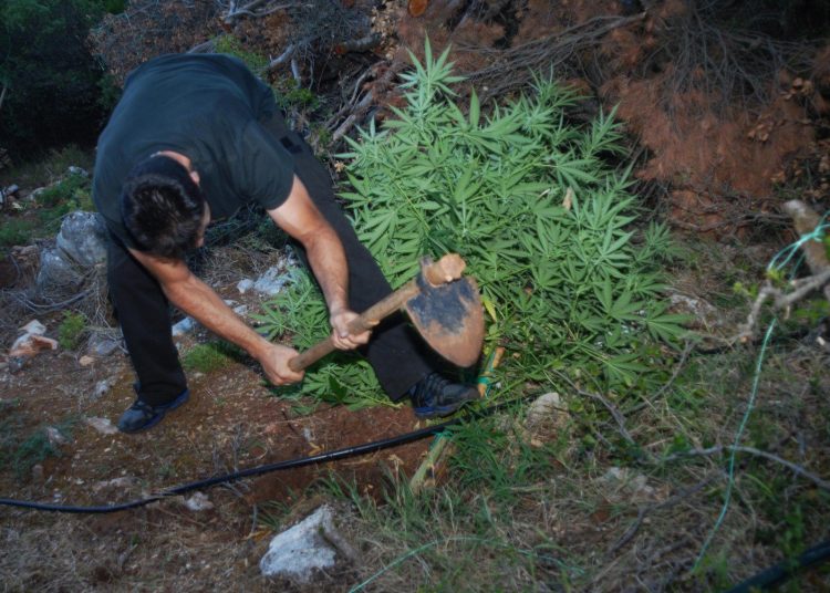 Φυτεία με περίπου 500 δενδρύλλια σε δασική περιοχή του δήμου Γορτυνίας
