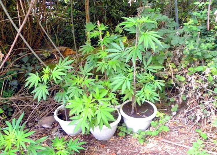 Κάτω Σαμικό: Συνελήφθη 52χρονος για καλλιέργεια δενδρυλλίων κάνναβης