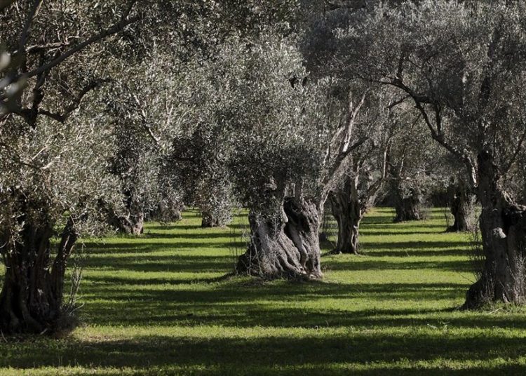 ΔΑΟΚ Ηλείας: Ενημέρωση για ελαιοκαλλιεργητές και ελαιοτριβείς για τη διασφάλιση άριστης ποιότητας ελαιολάδου