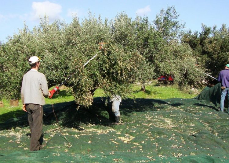 Βόμβα στα θεμέλια της τοπικής αγροτικής οικονομίας η καταστροφή στην παραγωγή ελαιολάδου! – Οξύτητα από 4.5% έως και 10% μηδενίζει το εισόδημα των ελαιοπαραγωγών!
