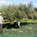 Βόμβα στα θεμέλια της τοπικής αγροτικής οικονομίας η καταστροφή στην παραγωγή ελαιολάδου! – Οξύτητα από 4.5% έως και 10% μηδενίζει το εισόδημα των ελαιοπαραγωγών!