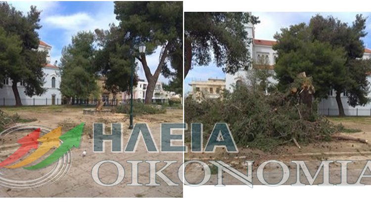 Κοπή πεύκων απο το Επαρχείο Πύργου