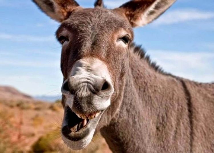 «Πωλείται ο γάιδαρος χωρίς…» – Η απίστευτη αγγελία από την Ξάνθη! (Photo)