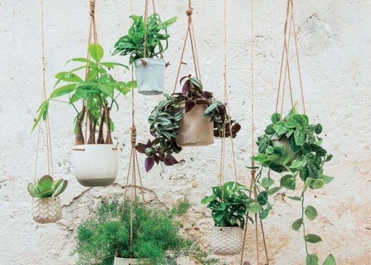 Φυτά εσωτερικού χώρου: Σύντομος οδηγός για τα πιο εντυπωσιακά κρεμαστά φυτά!