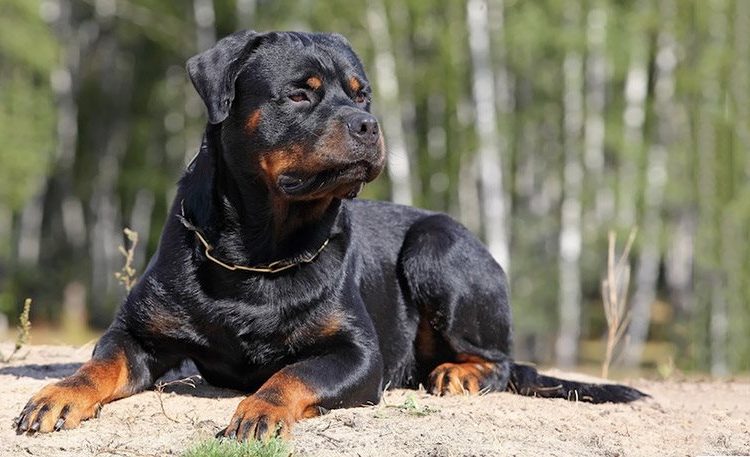 Tο δικαστήριο δέσμευσε την περιουσία των ιδιοκτητών των ροτβάιλερ που σκότωσαν τον μικρό Στάθη