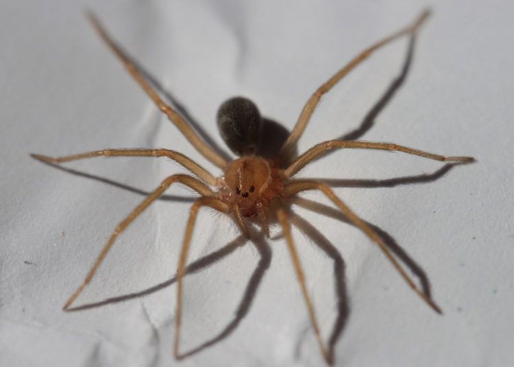 Συναγερμός στην Μανωλάδα: Πέντε κρούσματα με συμπτώματα από τσίμπημα δηλητηριώδους αράχνης