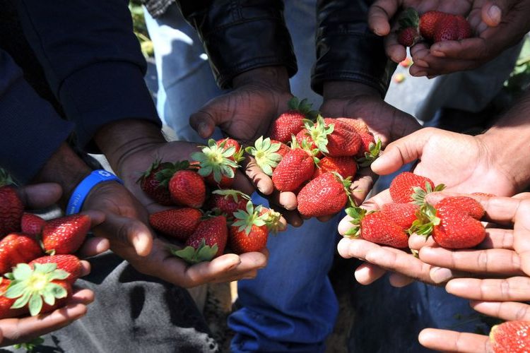 Κοντονής: Να διερευνηθεί από τον Άρειο Πάγο η αθωωτική απόφαση για τη Μανωλάδα