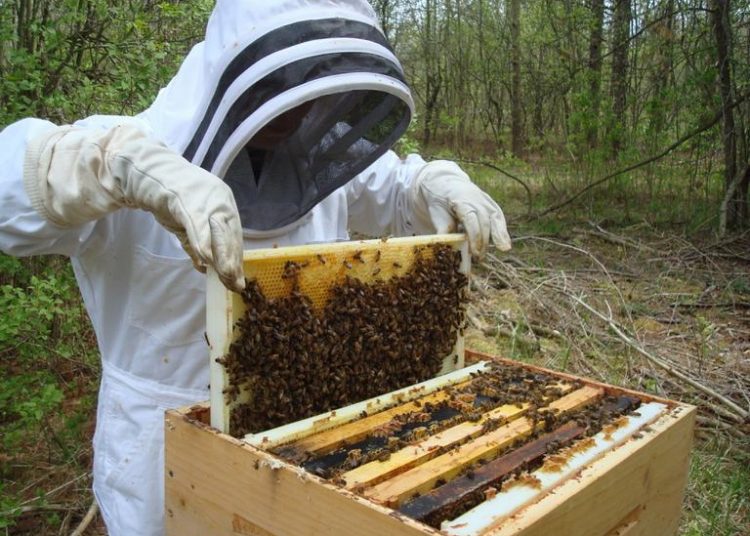 ΠΕΡΙΦΕΡΕΙΑΚΗ ΕΝΟΤΗΤΑ ΗΛΕΙΑΣ: Δήλωση κυψελών διαχείμασης και Μελισσοκομικό Πρόγραμμα 2019
