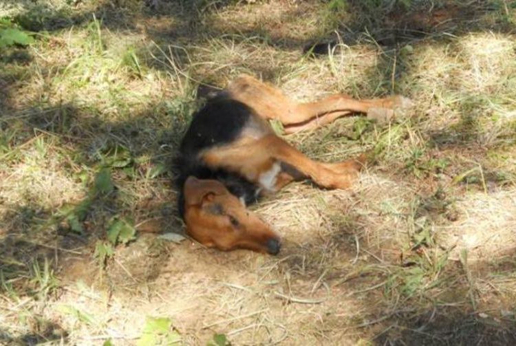 Συνελήφθη 27χρονος στη Βάρδα για θανάτωση σκύλου