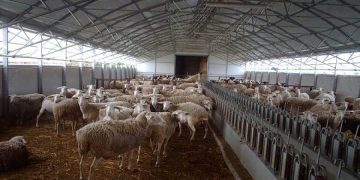 ΑΓΡΟΤΙΚΑ: Με βάση τα τιμολόγια παράδοσης γάλακτος και όχι ανά κεφάλι τα de minimis στους αιγοπροβατοτρόφους