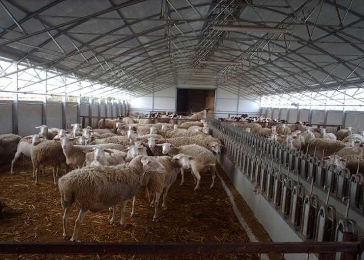 ΑΓΡΟΤΙΚΑ: Με βάση τα τιμολόγια παράδοσης γάλακτος και όχι ανά κεφάλι τα de minimis στους αιγοπροβατοτρόφους