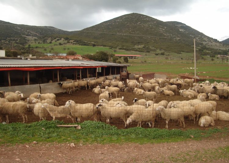 Επιτακτική η δημιουργία Κτηνοτροφικού Πάρκου στο νομό