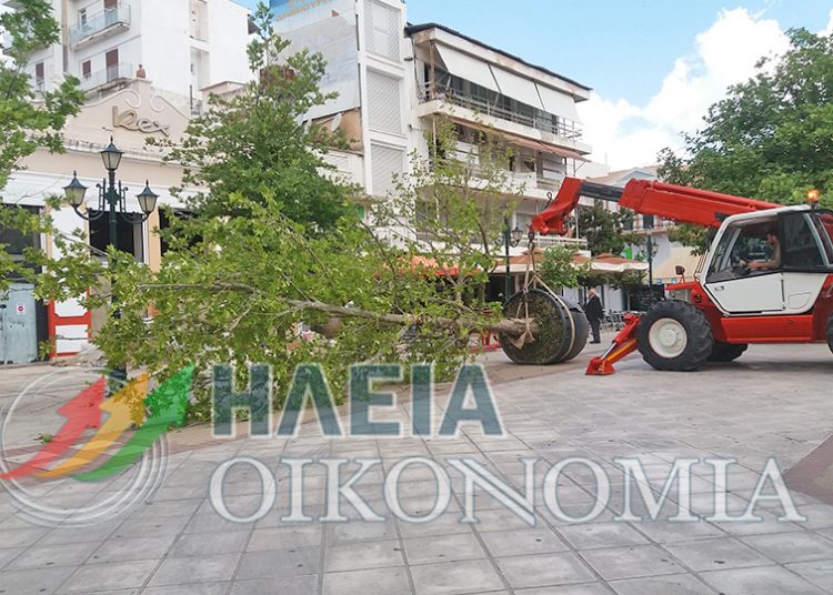 Πύργος: Φύτεψαν δέντρα μπροστά από το (πρώην) Rex – Στην τελική ευθεία το νέο κατάστημα