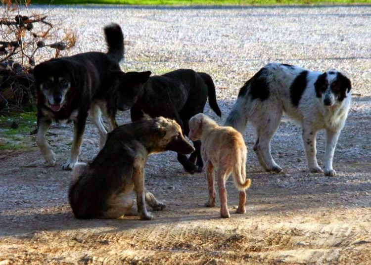 Τοποθέτηση  Ι.Σ.Π.Ο. για τα αδέσποτα σκυλιά και την συσσώρευση των απορριμμάτων