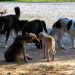Τοποθέτηση  Ι.Σ.Π.Ο. για τα αδέσποτα σκυλιά και την συσσώρευση των απορριμμάτων