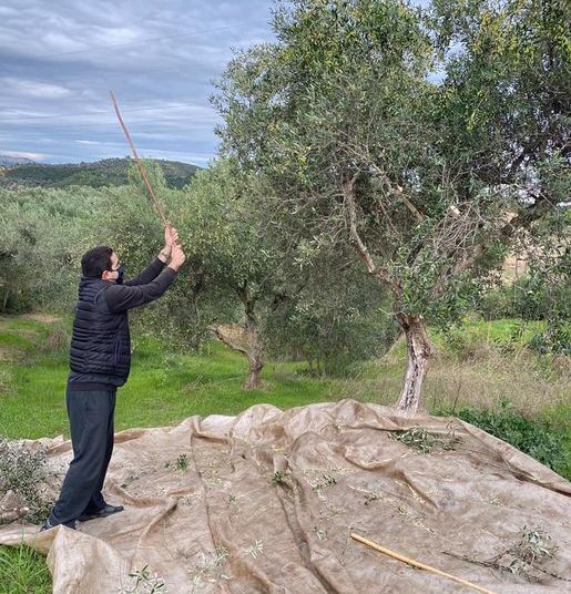 O Βουλευτής Ηλείας βοηθά στο μάζεμα της ελιάς