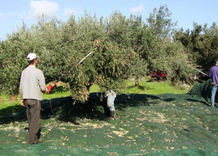 Παπαευαγγέλου: Το μάζεμα της ελιάς ίσως αύξησε τα κρούσματα σε «ανύποπτες» περιοχές – Πιθανά και νέα lockdown
