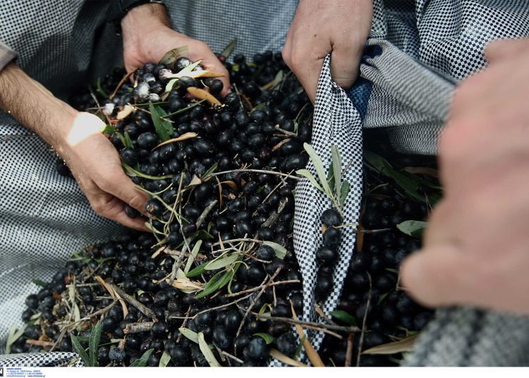 Lockdown: Επιτρέπονται οι μετακινήσεις για συγκομιδή ελαίου και άλλων αγροτικών προϊόντων – Τα έγγραφα
