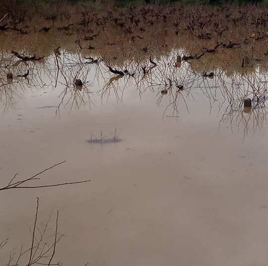 ΜΑΚΡΙΣΙΑ: Ζημιές σε καλλιέργειες από τις έντονες βροχοπτώσεις (φωτο)