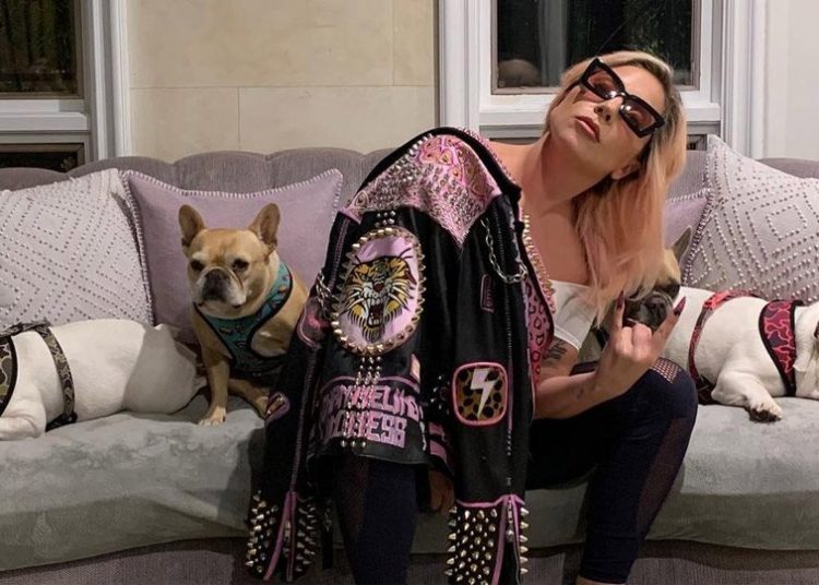 Lady Gaga: Δίνει 500.000 δολάρια αμοιβή για τα δύο κλεμμένα γαλλικά bulldogs της