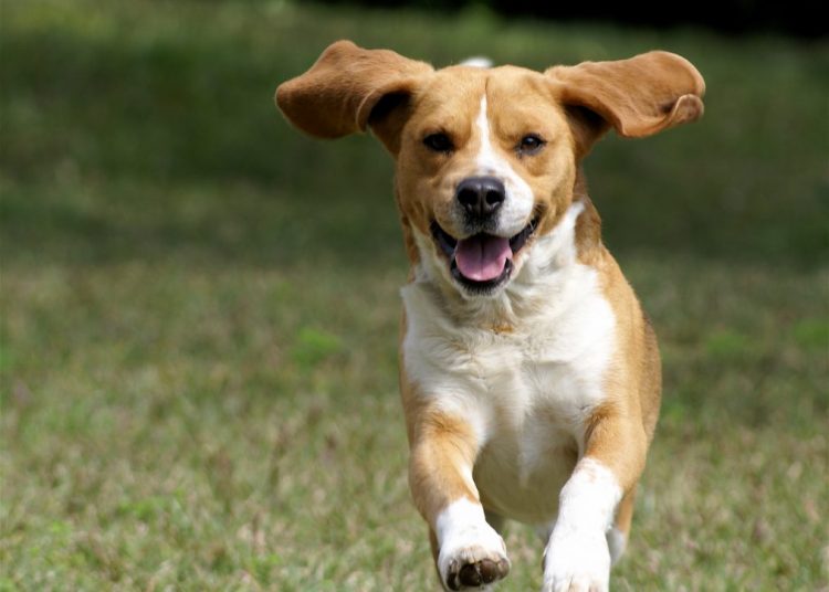 Παρουσιάστηκε το νομοσχέδιο για τα ζώα συντροφιάς-Τι προβλέπει