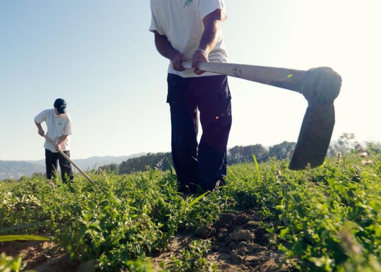 Ελεύθερες οι μετακινήσεις για αγροτικές εργασίες – Με ΟΣΔΕ ή Ε9 η μετάβαση για συγκομιδή
