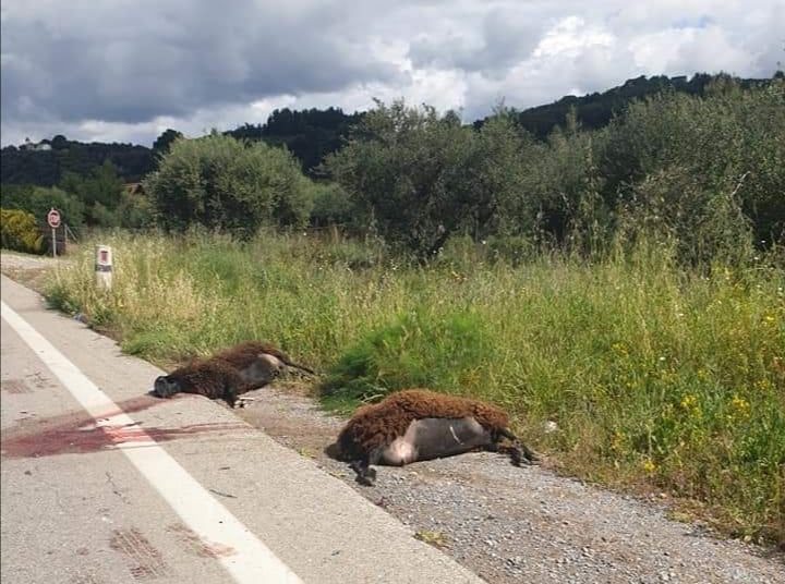 Ασυνείδητος οδηγός αυτοκινήτου χτύπησε πρόβατα και τα σκότωσε