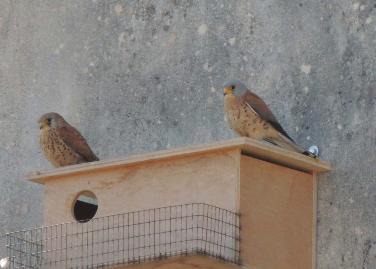 Ξεκίνησε η δράση για τα Κιρκινέζια – Falco naumanni