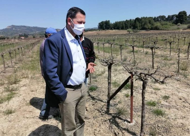 Τον Ιούνιο οι δικαιούχοι αμπελουργοί του προγράμματος « Πράσινου Τρύγου»