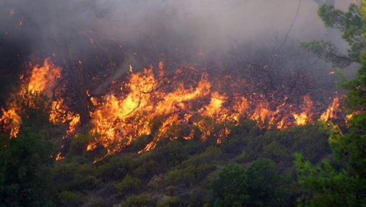 Φωτιά στο Χάβαρι Αμαλιάδας
