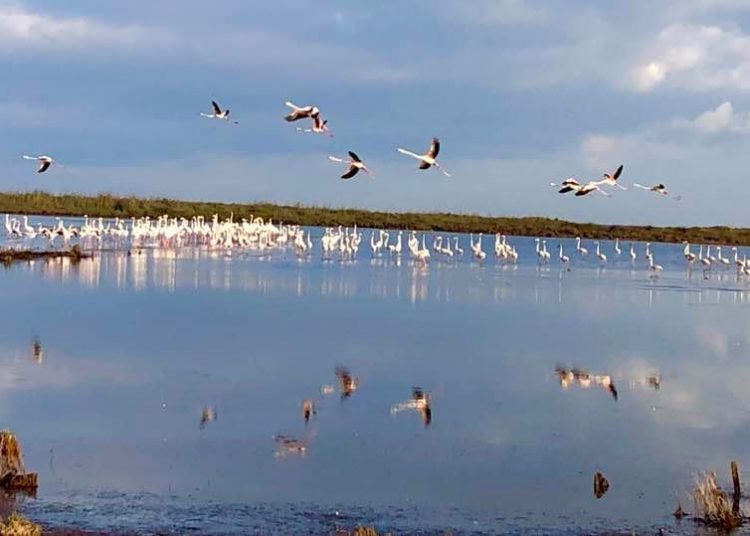 Πρόταση βόλτας: Πάμε να δούμε Φλαμίνγκο στις Αλυκές Λεχαινών