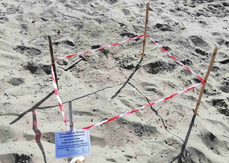 Εθνικό Πάρκο Υγροτόπων Κοτυχίου – Στροφυλιάς: Οι πρώτες φωλιές χελωνών για φέτος