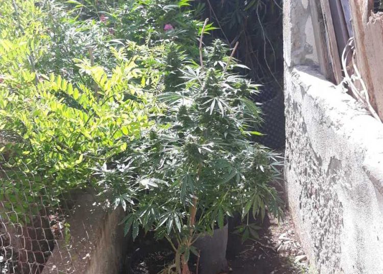 ΚΑΤΑΚΟΛΟ: Σύλληψη για υδροπονική καλλιέργεια κάνναβης