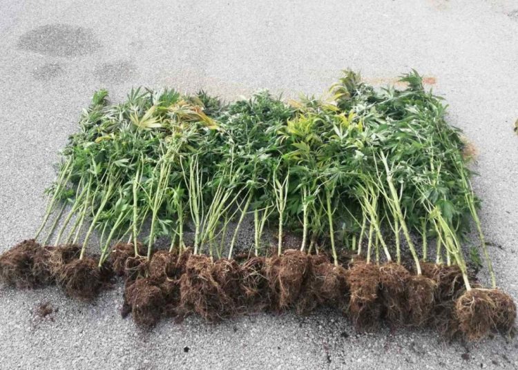 Συνελήφθη σε χωριό του Πύργου- Είχε 68 ρίζες φυτών της ναρκωτικής ουσίας