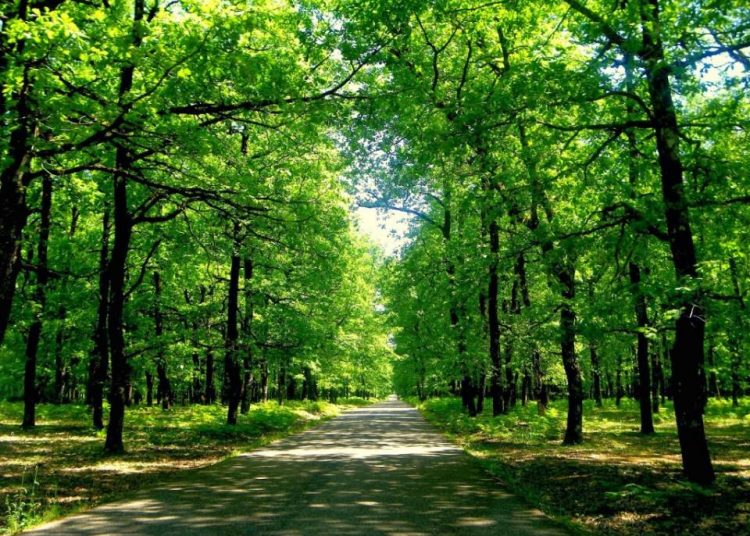 Ο κύκλος των καμένων δασών: Πώς να αποφύγουμε τις καταστροφικές πυρκαγιές