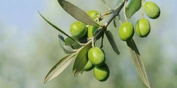 Ελαιοκαλλιέργεια: Πρόσθετες ενισχύσεις για μικρές εκτάσεις και νέα ειδικά προγράμματα