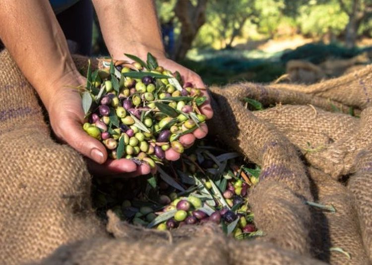 Ο Έλληνας ελαιοπαραγωγός έχει τη φθηνότερη τιμή της Μεσογείου