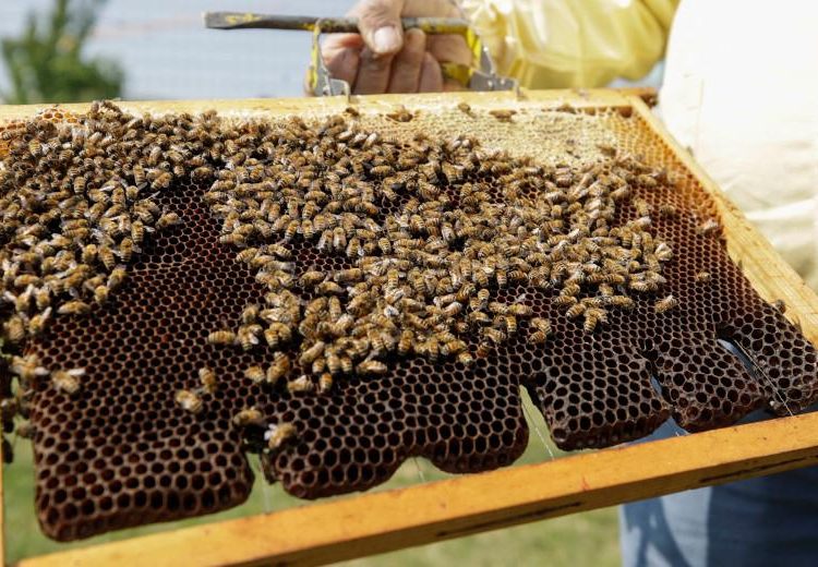 Μέλισσες στον αγώνα για τον εντοπισμό κρουσμάτων κορονοϊού